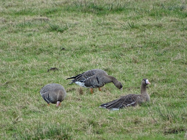年歐冠決賽 年歐冠決賽