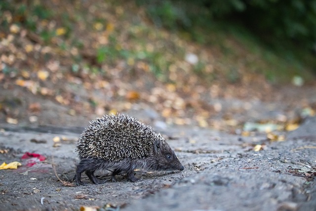 提升欧盟的 提升欧盟的