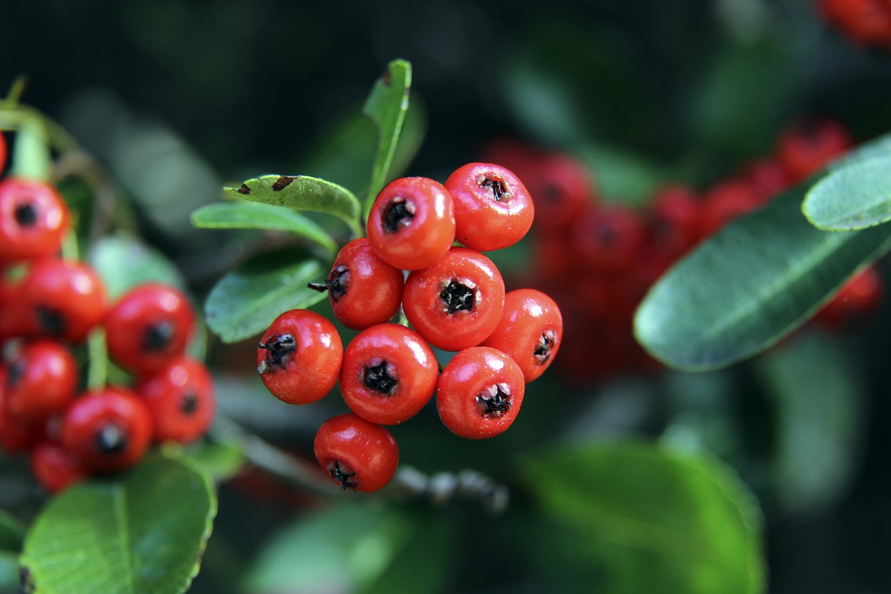 显示出其在 显示出其在